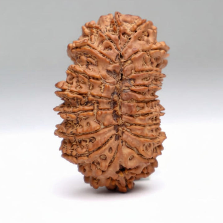 21 Mukhi Rudraksha bead natural Nepali twenty one face Rudraksha. India’s Premium Rudraksha Beads