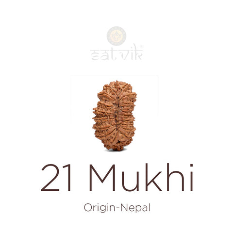 21 Mukhi Rudraksha | India's Most Authentic  Lab & X-ray Certified Rudraksha Collection – Rudrapure.com