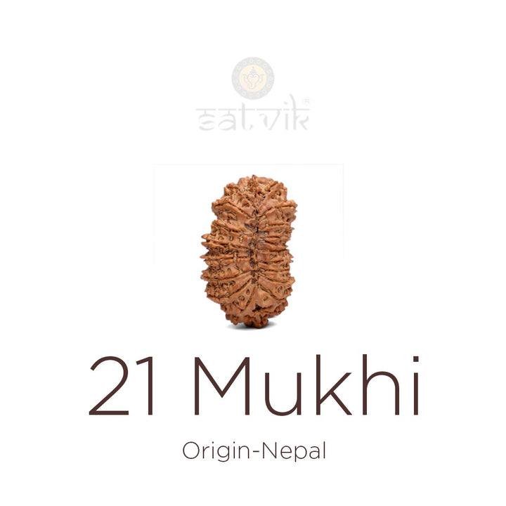 21 Mukhi Rudraksha | India's Most Authentic  Lab & X-ray Certified Rudraksha Collection – Rudrapure.com