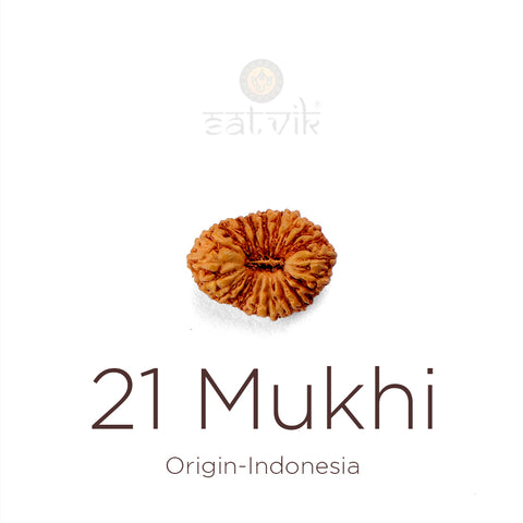 21 Mukhi Rudraksha bead Indonesia | India's Most Authentic  Lab & X-ray Certified Rudraksha Collection – Rudrapure.com
