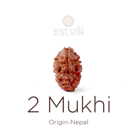 2 Mukhi Rudraksha bead natural Nepali 16.07mm two face Rudraksha. India's Most Authentic  Lab & X-ray Certified Rudraksha Collection – Rudrapure.com
