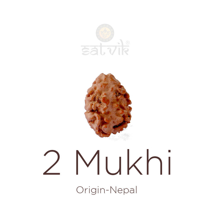 2 Mukhi Rudraksha bead natural Nepali 17.50mm two face Rudraksha. IIndia's Most Authentic  Lab & X-ray Certified Rudraksha Collection – Rudrapure.com