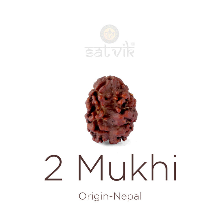 2 Mukhi Rudraksha bead natural Nepali 17.73mm two face Rudraksha. India's Most Authentic & Lab-Certified Rudraksha – Rudrapure.com