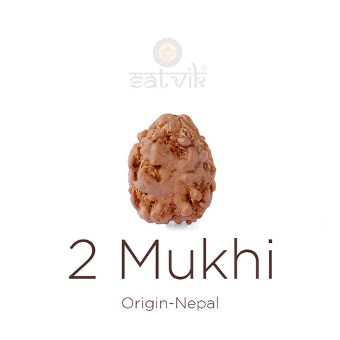 2 Mukhi Rudraksha bead natural Nepali 17.82mm two face Rudraksha. India's Most Authentic  Lab & X-ray Certified Rudraksha Collection – Rudrapure.com