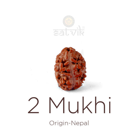 2 Mukhi Rudraksha bead natural Nepali 17.82mm two face Rudraksha. India's Most Authentic  Lab & X-ray Certified Rudraksha Collection – Rudrapure.com