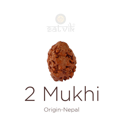 2 Mukhi Rudraksha bead natural Nepali 18.51mm two face Rudraksha. India's Most Authentic  Lab & X-ray Certified Rudraksha Collection – Rudrapure.com
