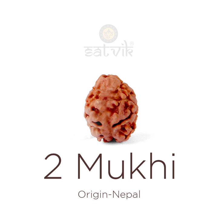2 Mukhi Rudraksha bead natural Nepali 18.85mm two face Rudraksha. India's Most Authentic  Lab & X-ray Certified Rudraksha Collection – Rudrapure.com