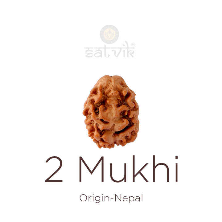 2 Mukhi Rudraksha bead natural Nepali 18.90mm two face Rudraksha. India's Most Authentic  Lab & X-ray Certified Rudraksha Collection – Rudrapure.com