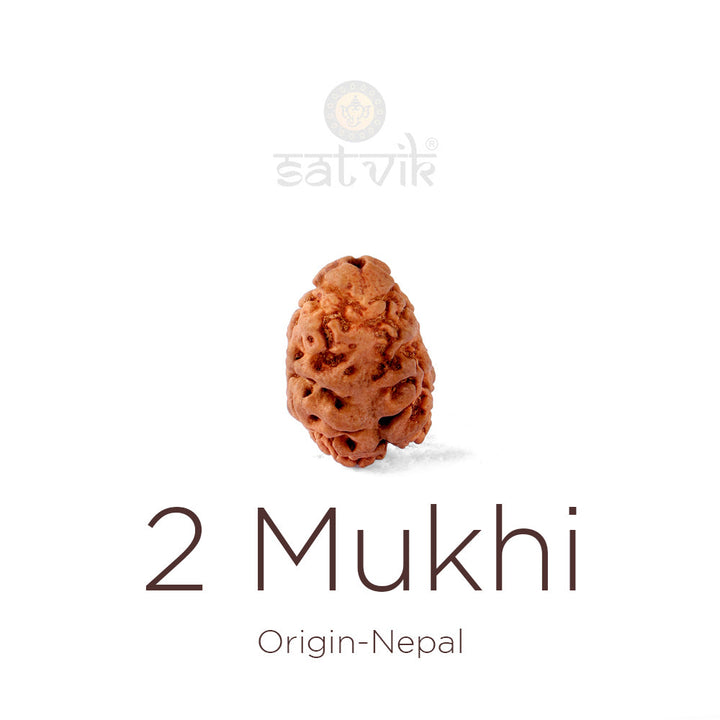 2 Mukhi Rudraksha bead natural Nepali 21.41mm two face Rudraksha. India's Most Authentic  Lab & X-ray Certified Rudraksha Collection – Rudrapure.com