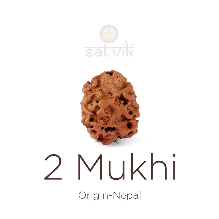 2 Mukhi Rudraksha bead, natural Nepali 21.36mm two face Rudraksha. India's Most Authentic  Lab & X-ray Certified Rudraksha Collection – Rudrapure.com