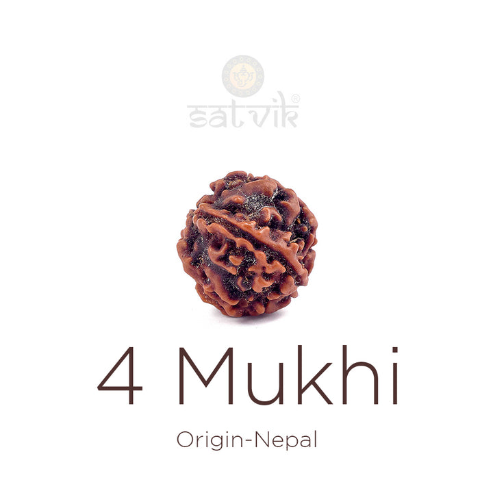 4 Mukhi Rudraksha (Regular) | Original Rudraksha India's Most Authentic  Lab & X-ray Certified Rudraksha Collection – Rudrapure.com
