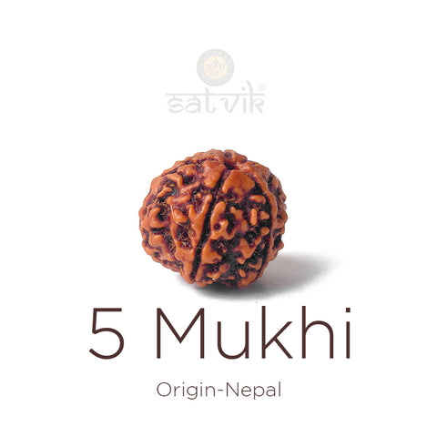 5 Mukhi Rudraksha | India's Most Authentic  Lab & X-ray Certified Rudraksha Collection – Rudrapure.com