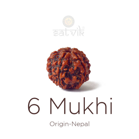 6 Mukhi Rudraksha (Regular) | India's Most Authentic  Lab & X-ray Certified Rudraksha Collection – Rudrapure.com