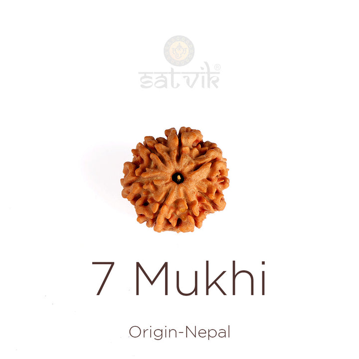 7 Mukhi Rudraksha | India's Most Authentic  Lab & X-ray Certified Rudraksha Collection – Rudrapure.com