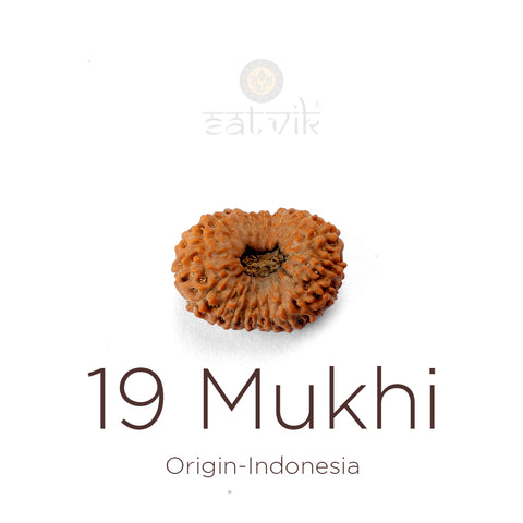 Authentic 19 Mukhi Indonesia Rudraksha bead | India's Most Authentic  Lab & X-ray Certified Rudraksha Collection – Rudrapure.com

