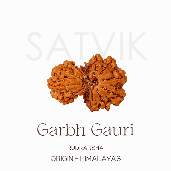 Certified Garbh Gauri Natural Rudraksha Bead from Nepal | India's Most Authentic  Lab & X-ray Certified Rudraksha Collection – Rudrapure.com