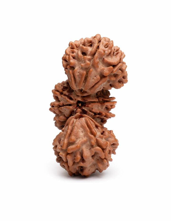 Trijuti Rudraksha bead natural Nepali rare three joined Rudraksha. India’s Premium Rudraksha Beads Brand - www.satvikstore.in